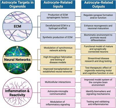 Asteroid impact: the potential of astrocytes to modulate human neural networks within organoids